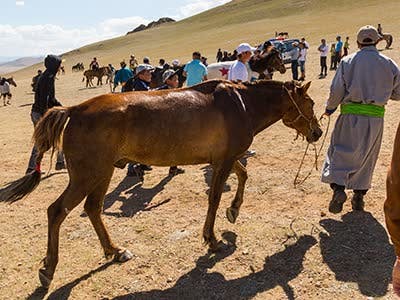 Altai Mountains combined Naadam festival tour /8 days/